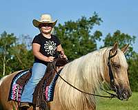 western-horse-missouri-fox-trotter