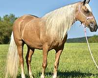 western-dressage-horse-missouri-fox-trotter