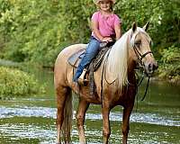 online-horse-sales-missouri-fox-trotter