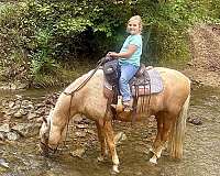 trail-horse-missouri-fox-trotter