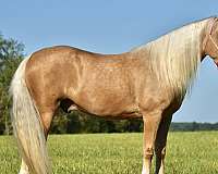 family-horse-missouri-fox-trotter