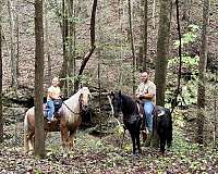 gentle-horse-missouri-fox-trotter