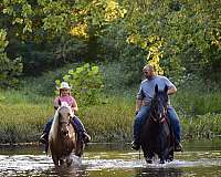 horse-for-sale-missouri-fox-trotter