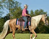 kid-safe-missouri-fox-trotter-horse