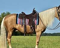 trail-horse-for-sale-missouri-fox-trotter