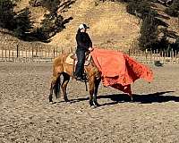 ranch-work-quarter-horse