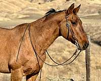 trail-quarter-horse