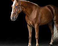 working-c-tennessee-walking-horse