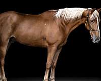 chestnut-flaxen-mane-tail-horse