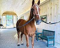 trail-horse-tennessee-walking