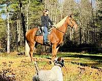 family-horse-tennessee-walking