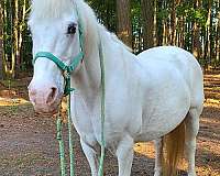 beginner-haflinger-horse