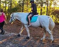 beginners-haflinger-horse