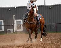 ranch-versatility-paint-horse