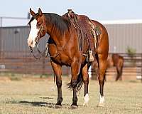 roping-paint-horse