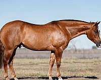 calf-roping-quarter-horse