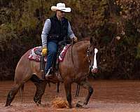 ranch-work-quarter-horse