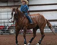 show-quarter-horse