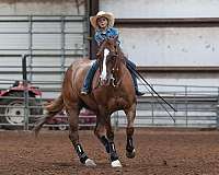 trail-riding-quarter-horse