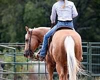 ranch-versatility-quarter-horse