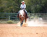 working-cattle-quarter-horse