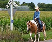 calf-roping-paint-horse