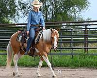 ranch-versatility-paint-horse