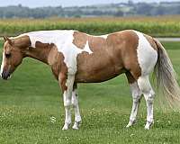 ranch-work-paint-horse