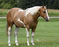 roping-paint-horse