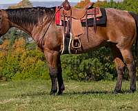 athletic-quarter-horse