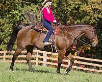 beginner-quarter-horse