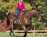 ranch-versatility-quarter-horse