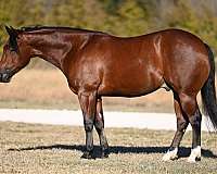 calf-roping-quarter-horse