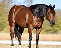 flashy-quarter-horse