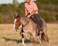 calf-roping-paint-horse