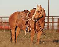 calf-roping-quarter-horse