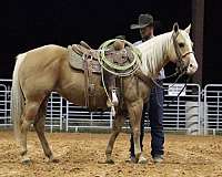 performance-quarter-horse