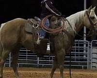 ranch-versatility-quarter-horse