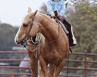 ranch-work-quarter-horse