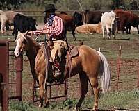 roping-quarter-horse