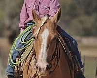 trail-riding-quarter-horse