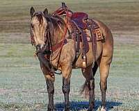 calf-roping-quarter-horse