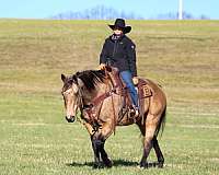 husband-safe-quarter-horse