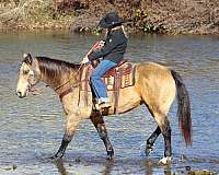 lesson-quarter-horse