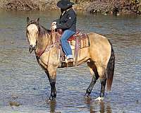 performance-quarter-horse