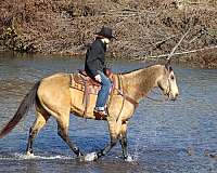 ranch-versatility-quarter-horse