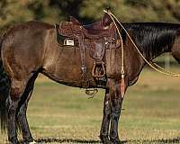 performance-quarter-horse