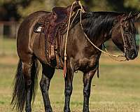 ranch-versatility-quarter-horse