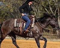 roping-quarter-horse