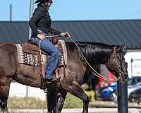 trail-riding-quarter-horse